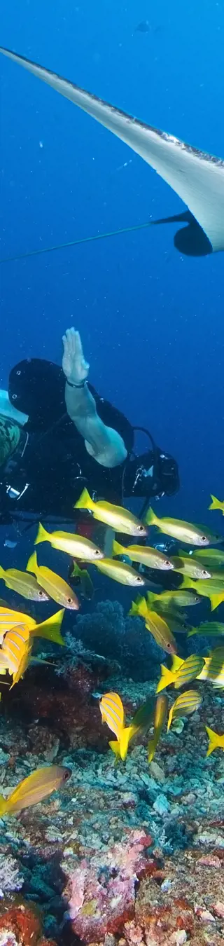 In den Steilwänden des Manta Reef Mantarochen beobachten in Mozambique